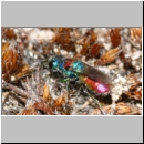 Chrysis illigeri - Goldwespe 01.jpg